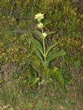 Gentiana burseri subsp. actinocalyx